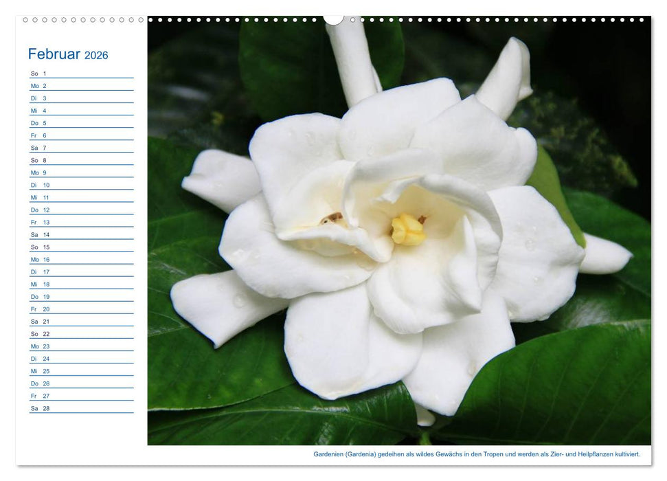 Südsee-Insel Mo'orea (CALVENDO Premium Wandkalender 2026)