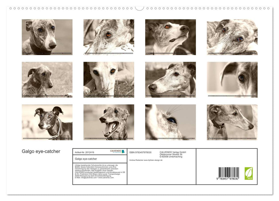 Galgo eye-catcher (CALVENDO Premium Wandkalender 2026)