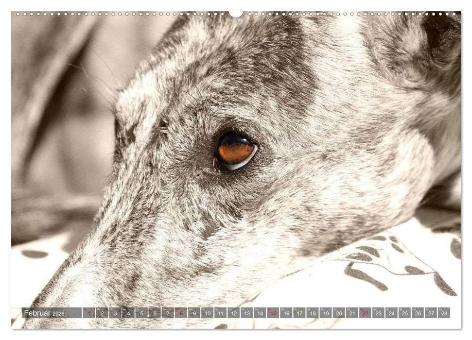 Galgo eye-catcher (CALVENDO Premium Wandkalender 2026)