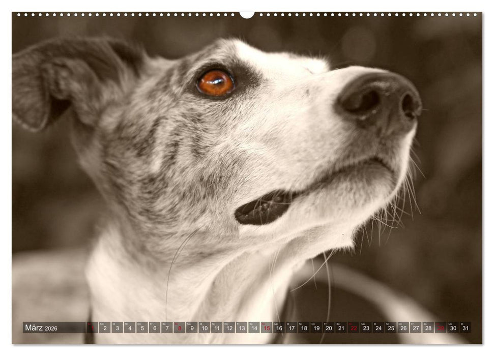 Galgo eye-catcher (CALVENDO Premium Wandkalender 2026)