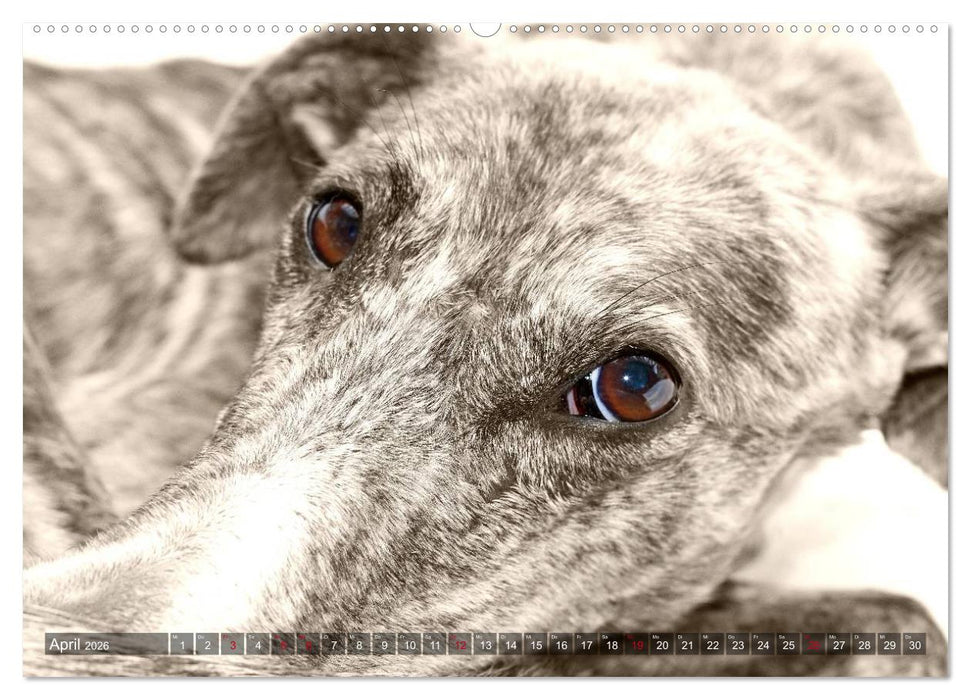 Galgo eye-catcher (CALVENDO Premium Wandkalender 2026)