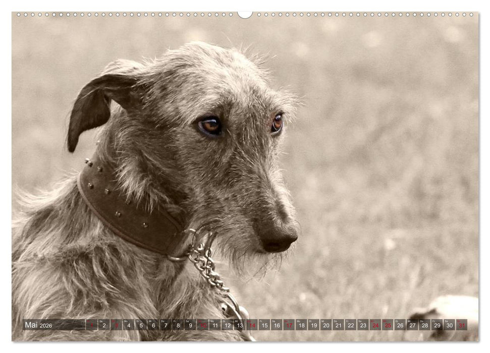 Galgo eye-catcher (CALVENDO Premium Wandkalender 2026)