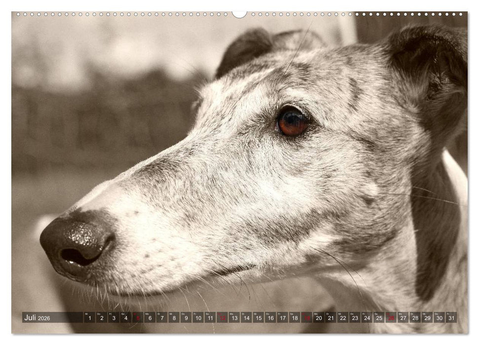 Galgo eye-catcher (CALVENDO Premium Wandkalender 2026)