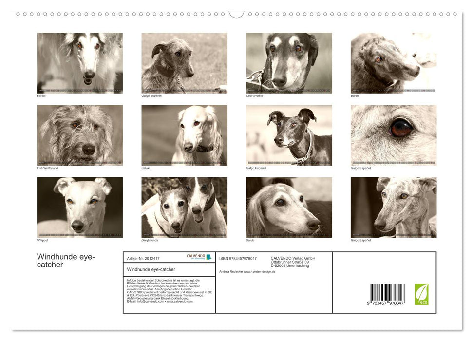 Windhunde eye-catcher (CALVENDO Premium Wandkalender 2026)