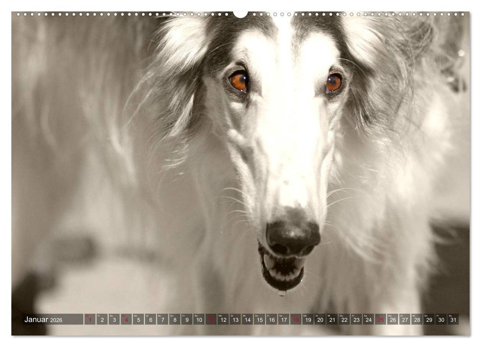 Windhunde eye-catcher (CALVENDO Premium Wandkalender 2026)