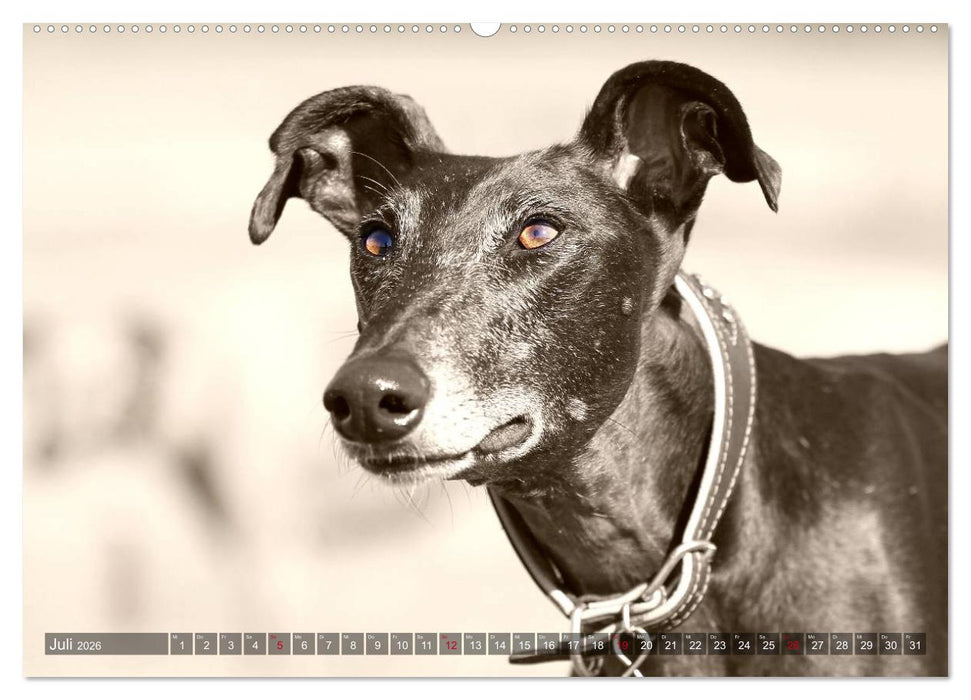 Windhunde eye-catcher (CALVENDO Premium Wandkalender 2026)