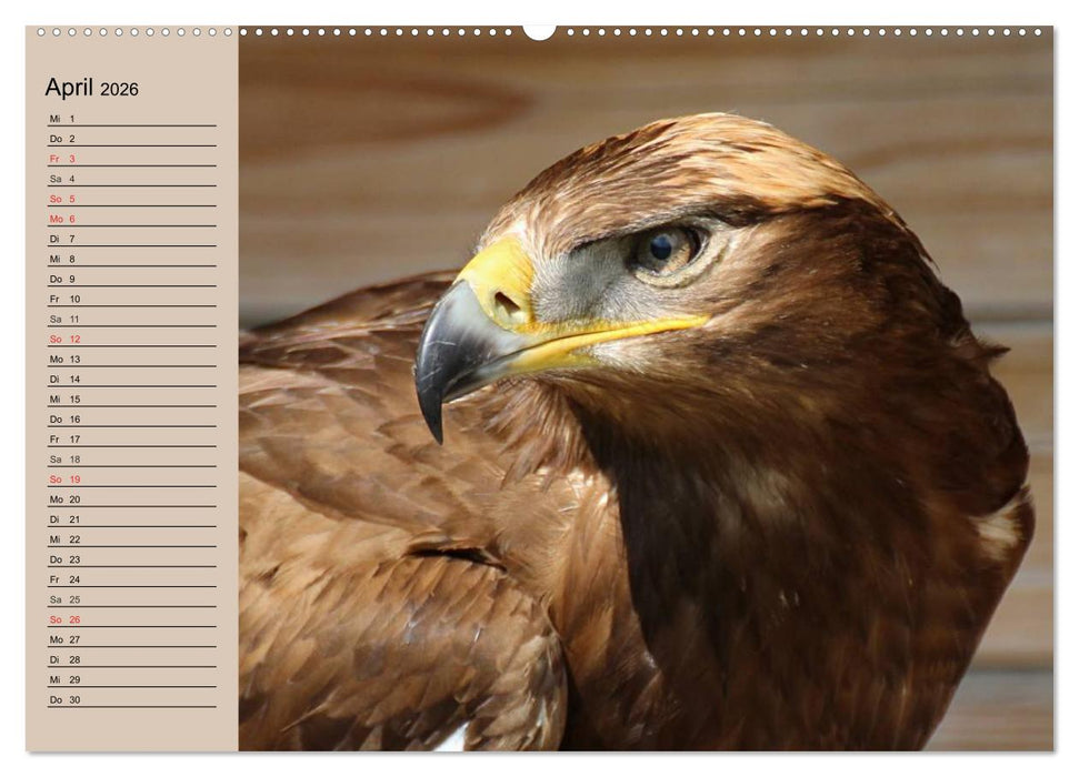 Der Steinadler. Majestätischer Greifvogel (CALVENDO Premium Wandkalender 2026)