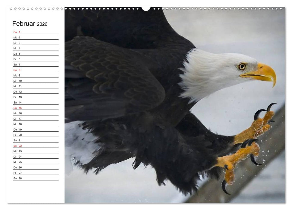 Weißkopfseeadler. Symbol der Freiheit (CALVENDO Premium Wandkalender 2026)