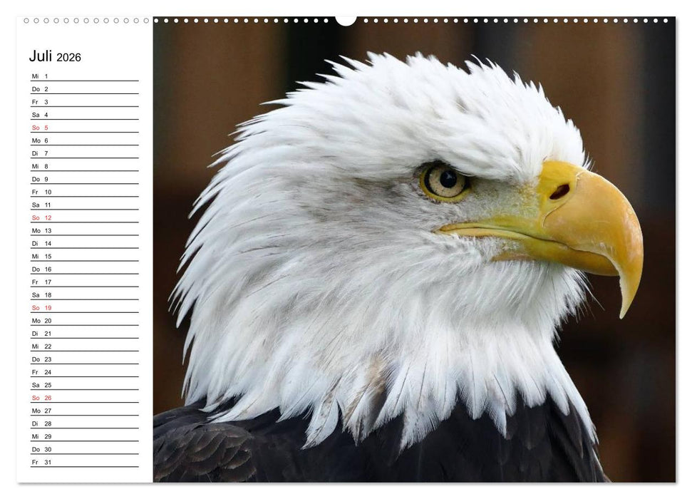 Weißkopfseeadler. Symbol der Freiheit (CALVENDO Premium Wandkalender 2026)