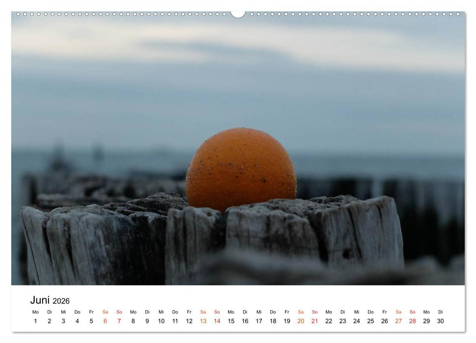 Wieder an der Nordsee (CALVENDO Premium Wandkalender 2026)