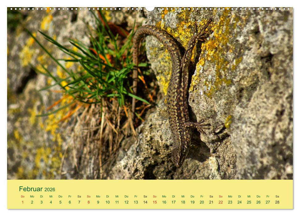 Flinke Eidechsen (CALVENDO Wandkalender 2026)
