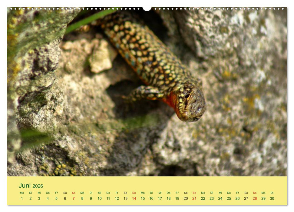 Flinke Eidechsen (CALVENDO Wandkalender 2026)