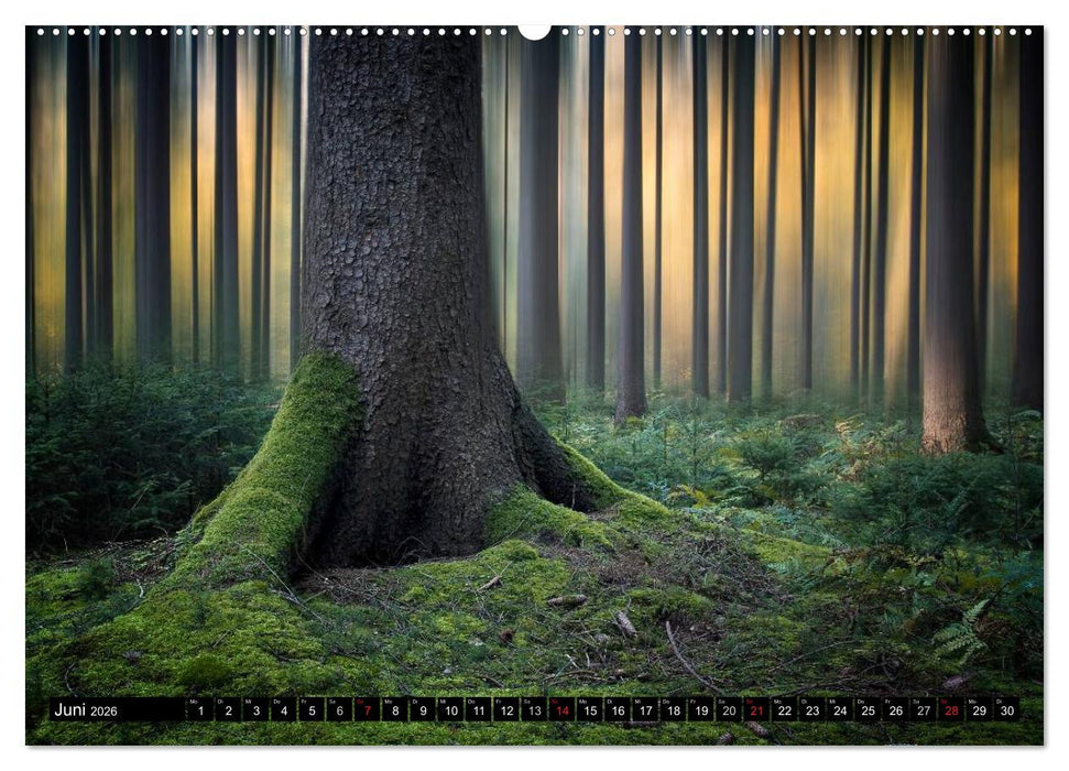 Zauberhafter Sachsenwald (CALVENDO Wandkalender 2026)