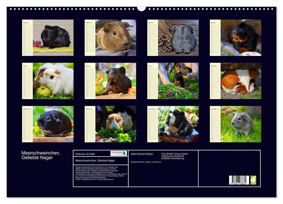 Meerschweinchen. Geliebte Nager (CALVENDO Wandkalender 2026)