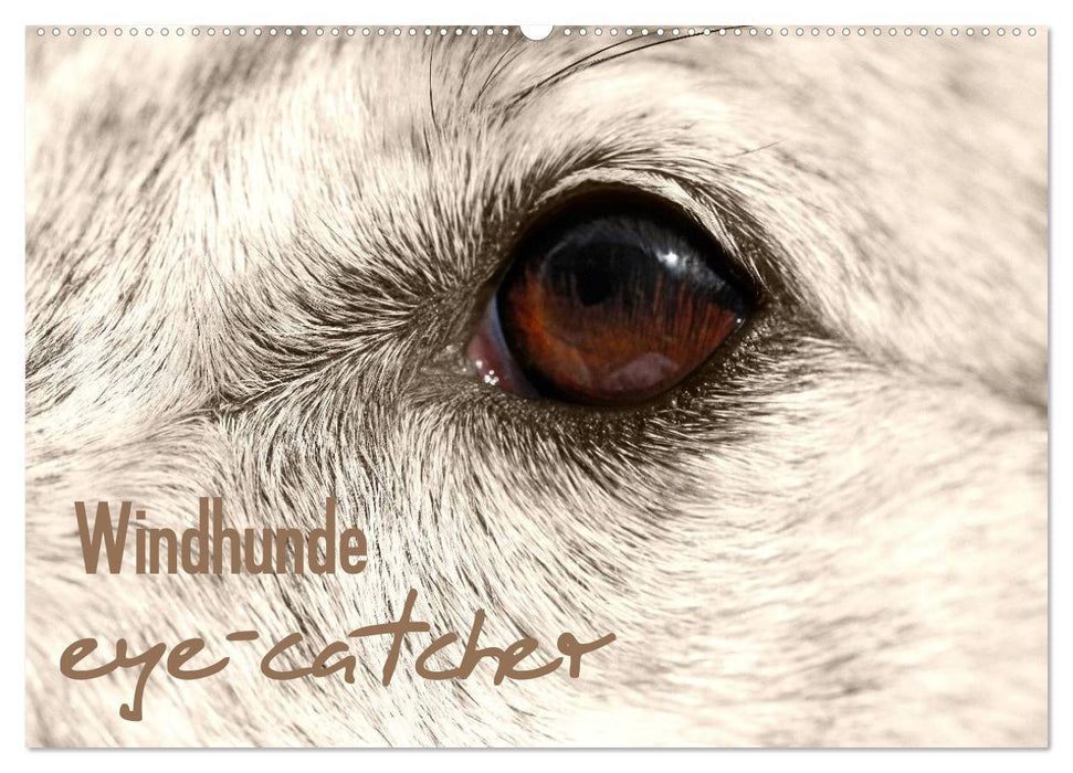 Windhunde eye-catcher (CALVENDO Wandkalender 2026)