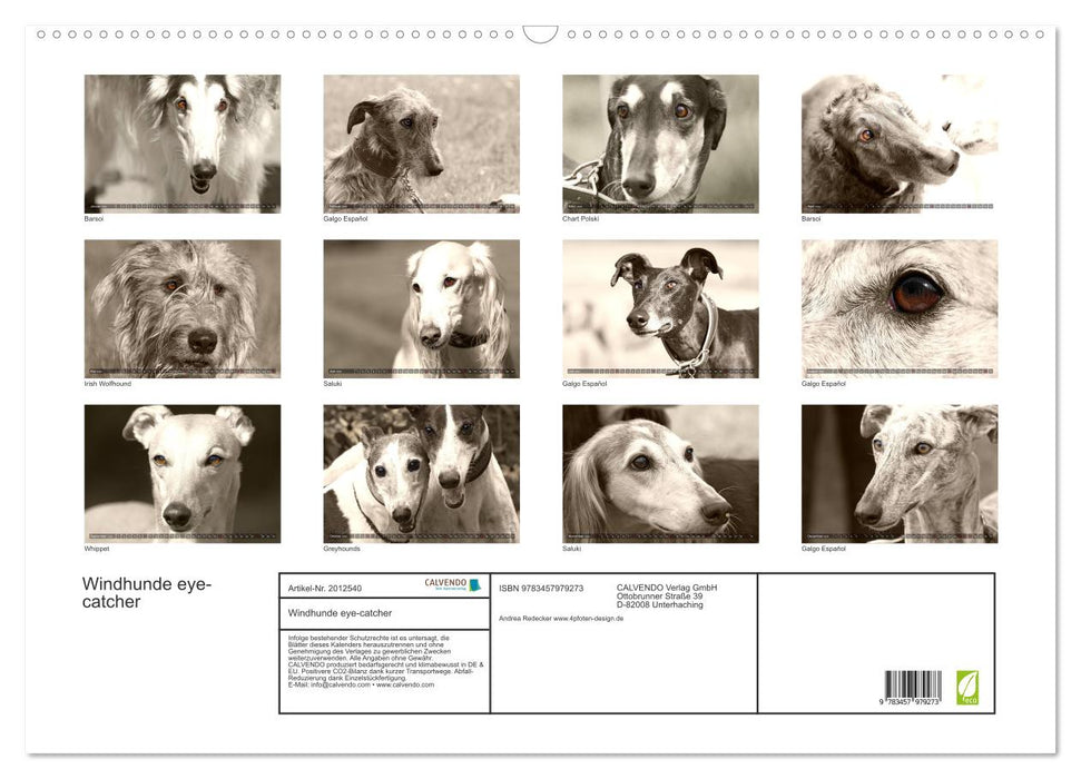 Windhunde eye-catcher (CALVENDO Wandkalender 2026)
