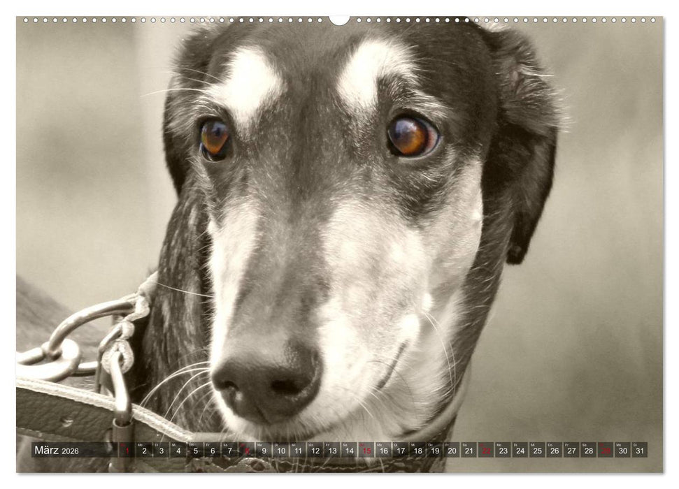 Windhunde eye-catcher (CALVENDO Wandkalender 2026)