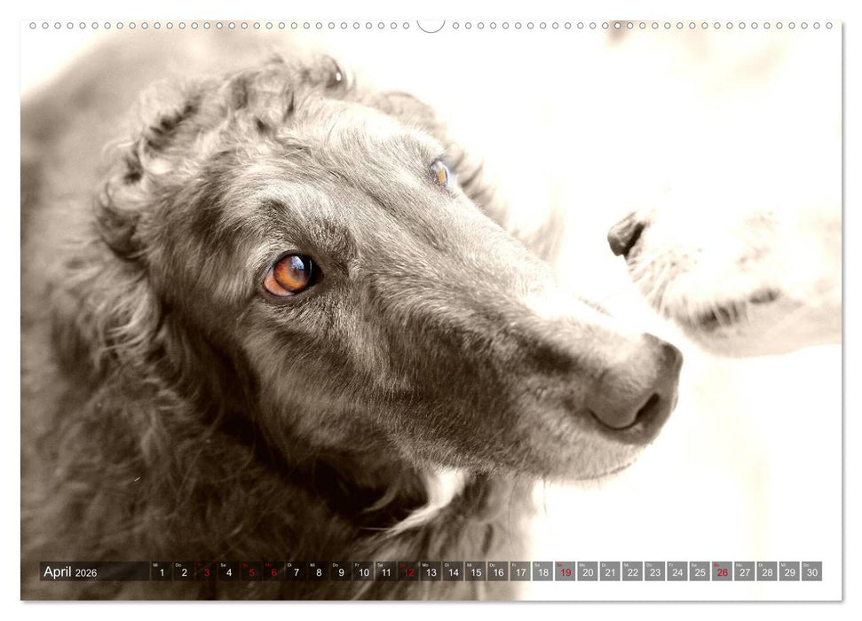 Windhunde eye-catcher (CALVENDO Wandkalender 2026)