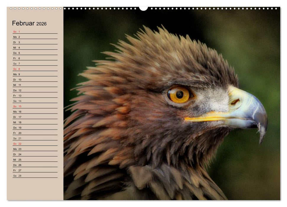 Der Steinadler. Majestätischer Greifvogel (CALVENDO Wandkalender 2026)