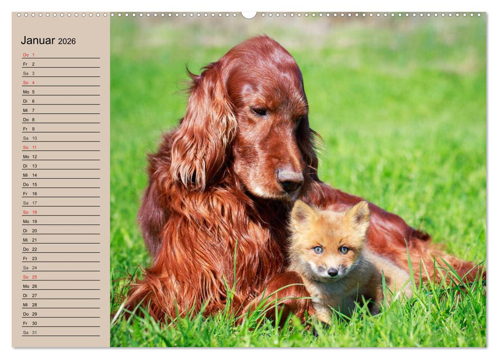 Der Fuchs. Bezaubernder Geselle (CALVENDO Premium Wandkalender 2026)