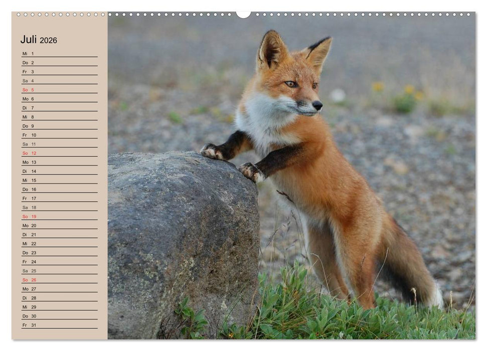 Der Fuchs. Bezaubernder Geselle (CALVENDO Premium Wandkalender 2026)
