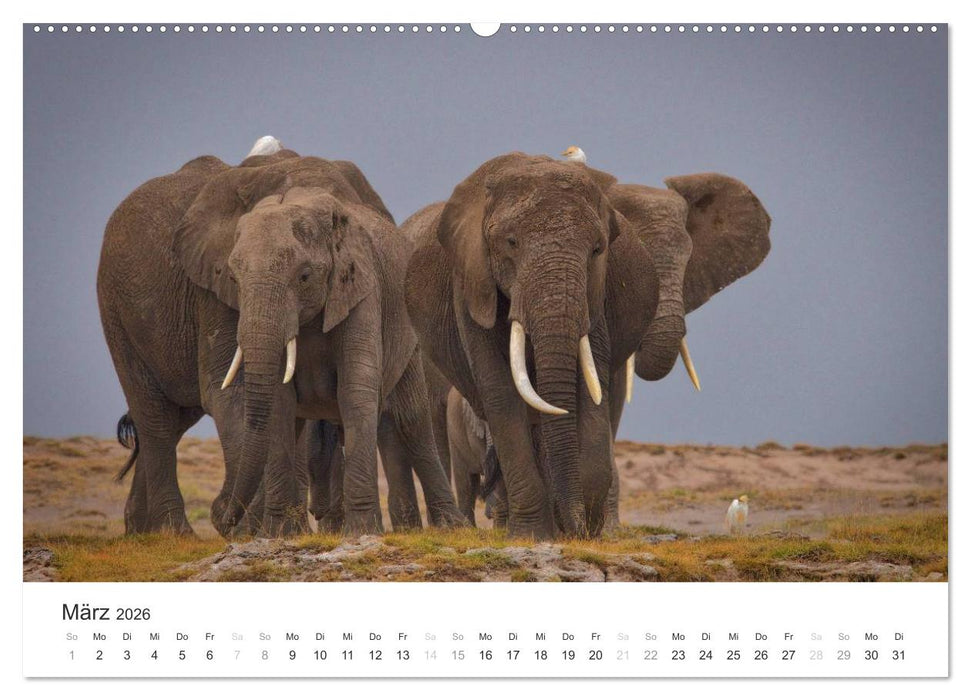 Elefanten - Sanfte Riesen in Afrika (CALVENDO Premium Wandkalender 2026)