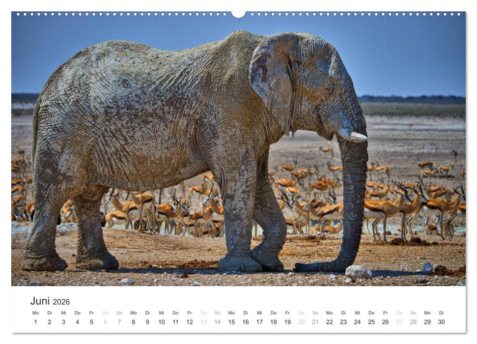 Elefanten - Sanfte Riesen in Afrika (CALVENDO Premium Wandkalender 2026)