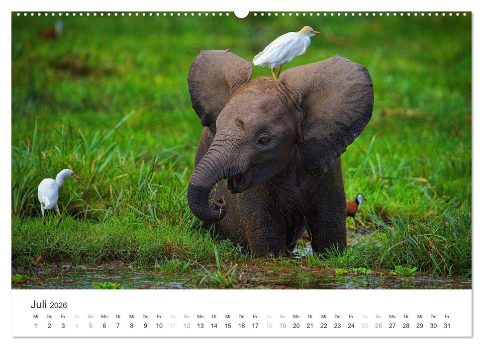 Elefanten - Sanfte Riesen in Afrika (CALVENDO Premium Wandkalender 2026)