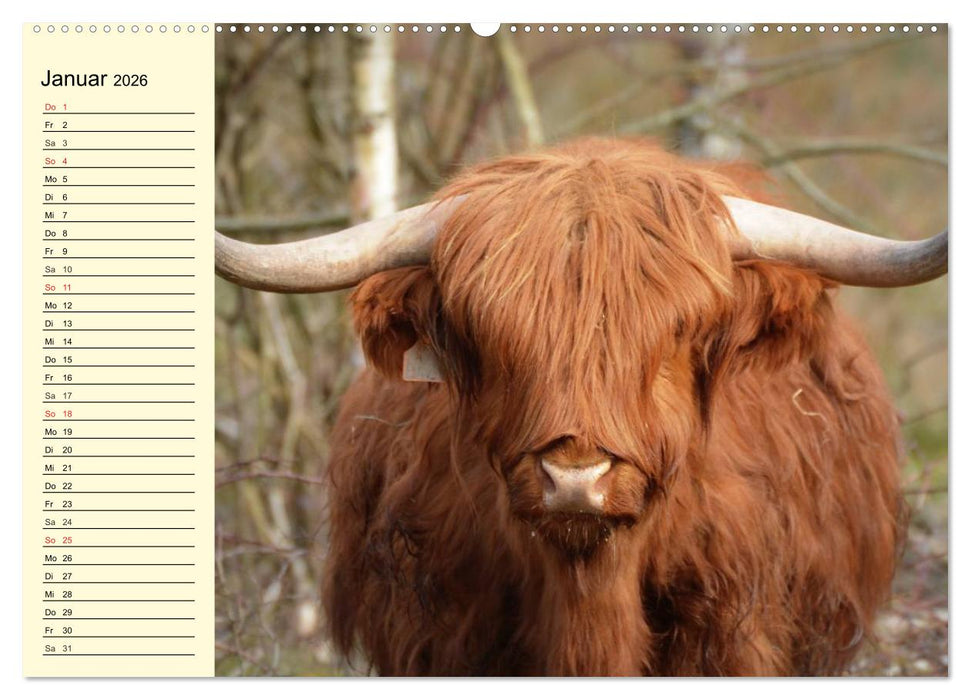 Schottische Hochlandrinder. Freundlich, schön und robust (CALVENDO Premium Wandkalender 2026)
