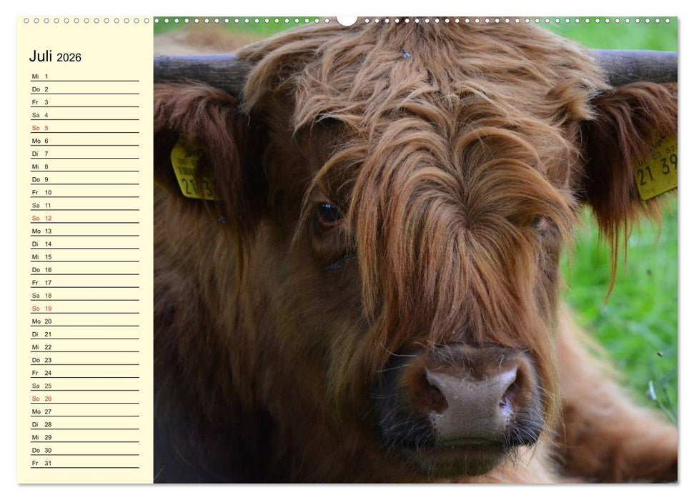 Schottische Hochlandrinder. Freundlich, schön und robust (CALVENDO Premium Wandkalender 2026)