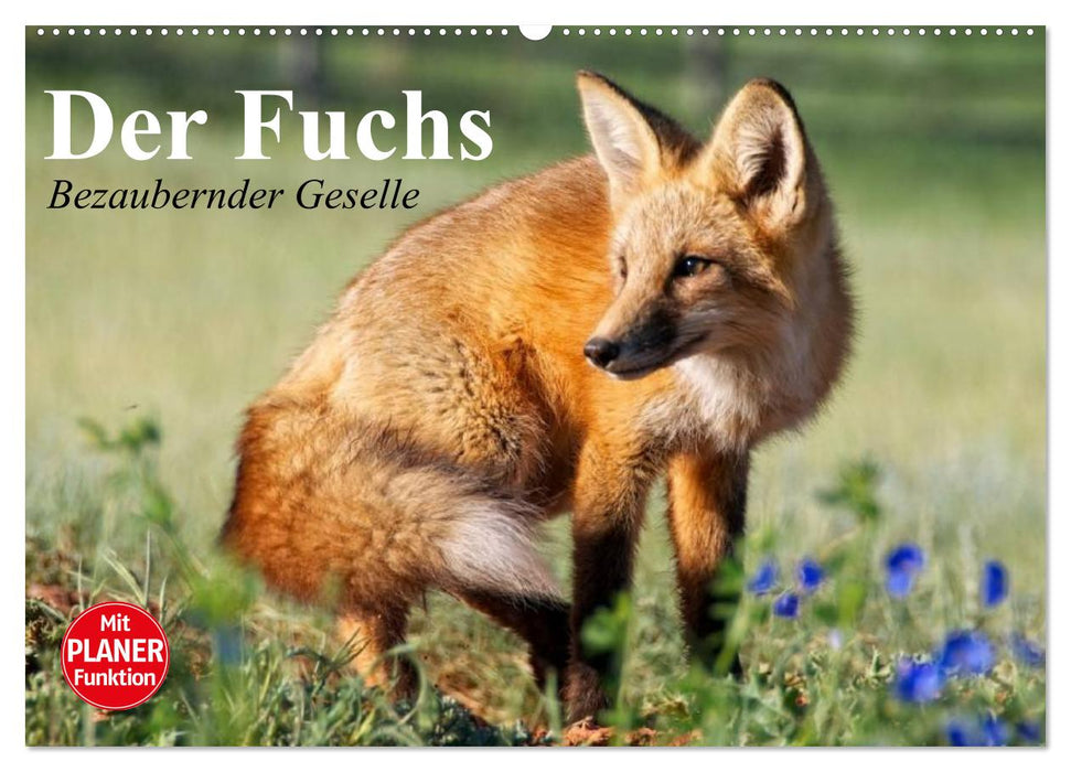 Der Fuchs. Bezaubernder Geselle (CALVENDO Wandkalender 2026)