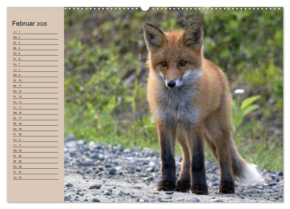 Der Fuchs. Bezaubernder Geselle (CALVENDO Wandkalender 2026)