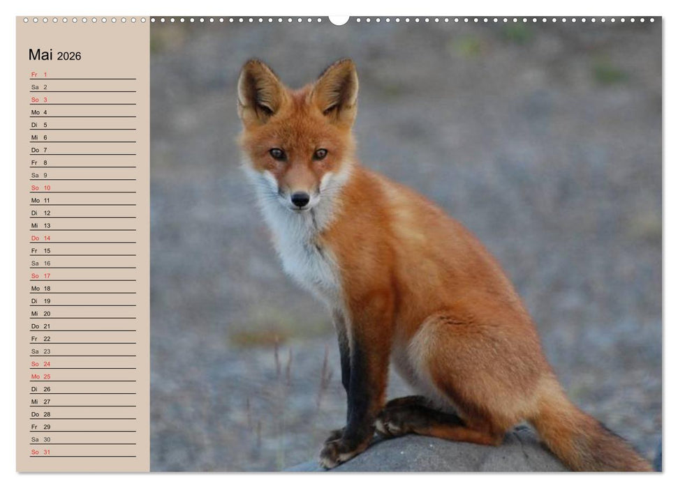 Der Fuchs. Bezaubernder Geselle (CALVENDO Wandkalender 2026)