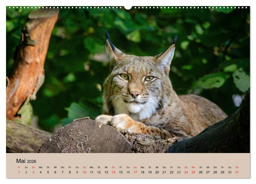 Der Luchs. Pinselohren und Bernsteinaugen (CALVENDO Premium Wandkalender 2026)