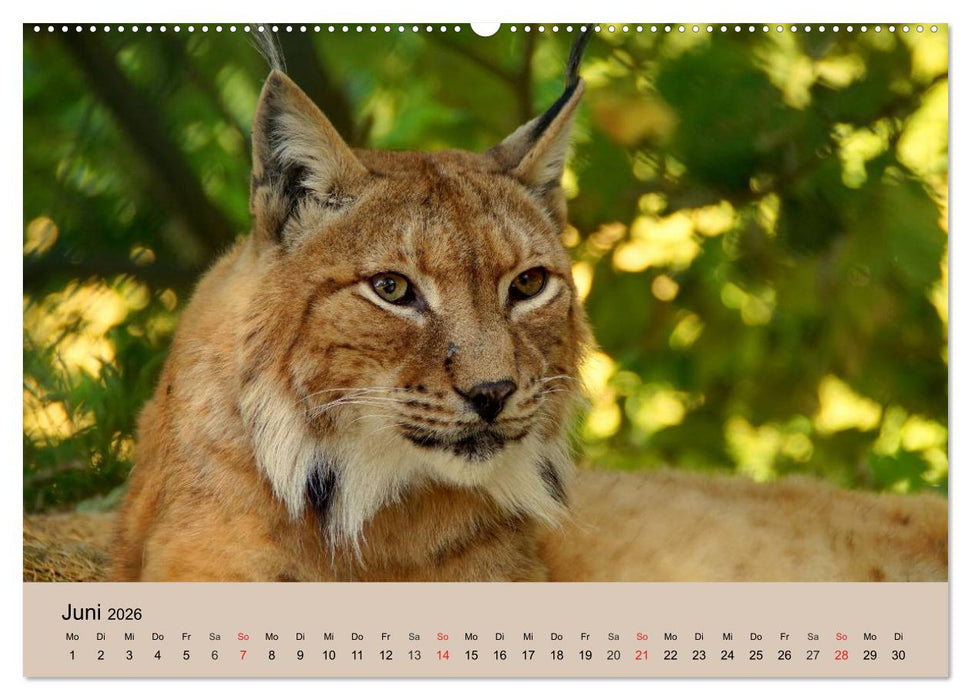 Der Luchs. Pinselohren und Bernsteinaugen (CALVENDO Premium Wandkalender 2026)