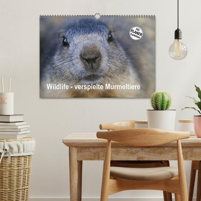 Wildlife - Verspielte Murmeltiere (CALVENDO Wandkalender 2026)