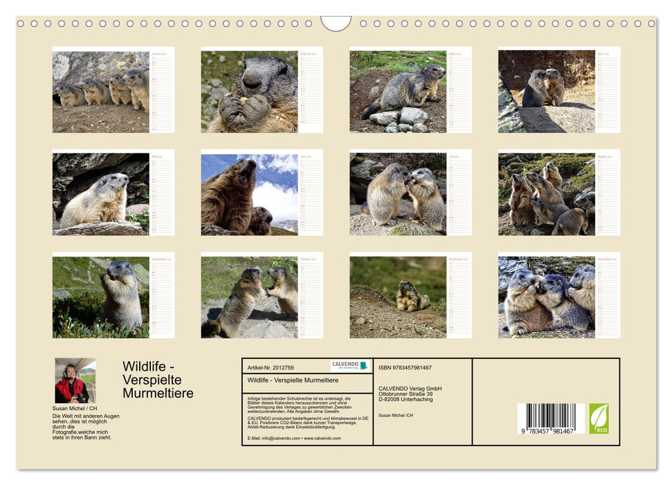 Wildlife - Verspielte Murmeltiere (CALVENDO Wandkalender 2026)