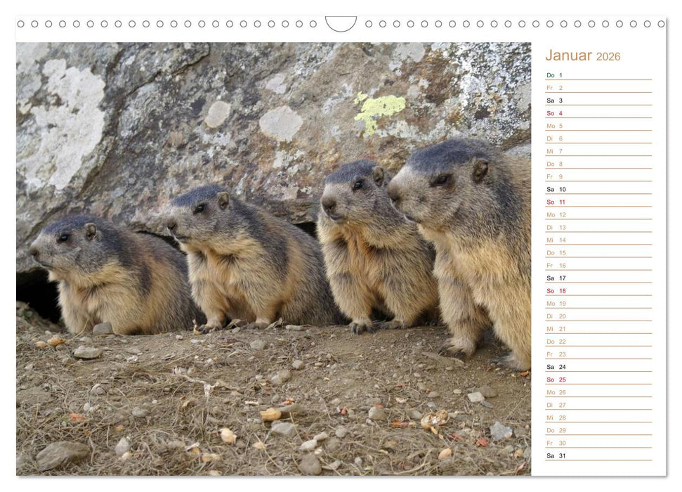 Wildlife - Verspielte Murmeltiere (CALVENDO Wandkalender 2026)