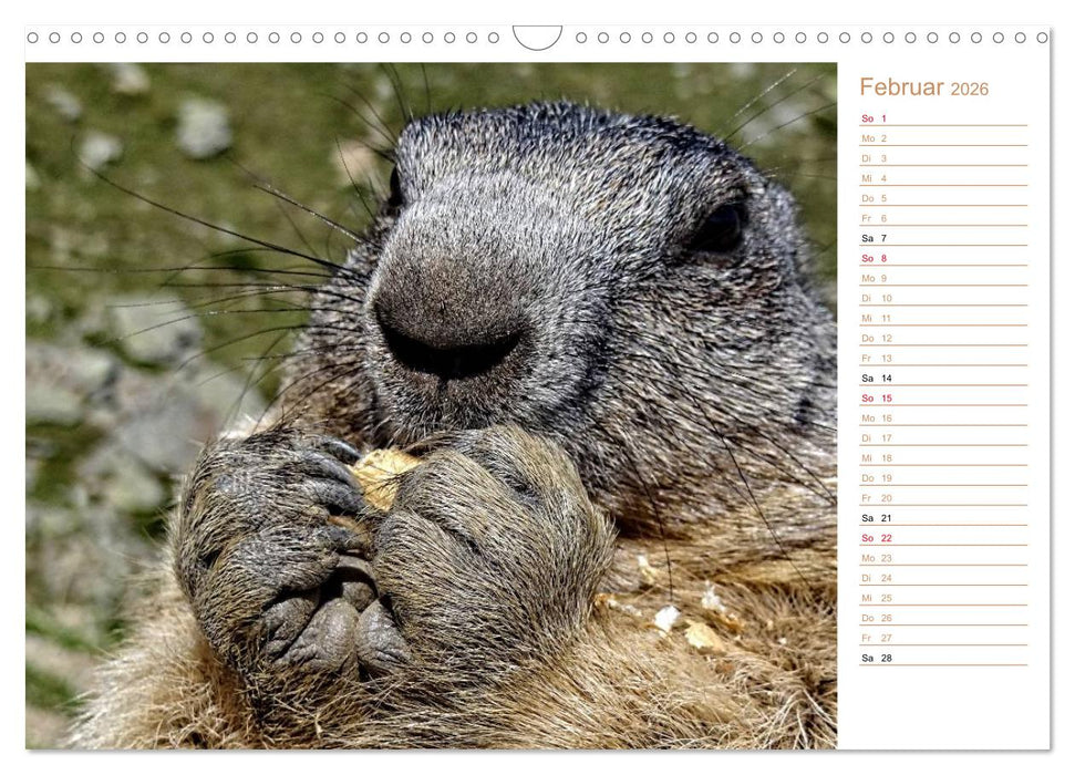 Wildlife - Verspielte Murmeltiere (CALVENDO Wandkalender 2026)