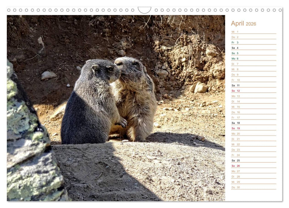 Wildlife - Verspielte Murmeltiere (CALVENDO Wandkalender 2026)
