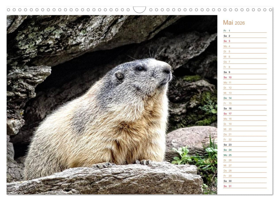 Wildlife - Verspielte Murmeltiere (CALVENDO Wandkalender 2026)