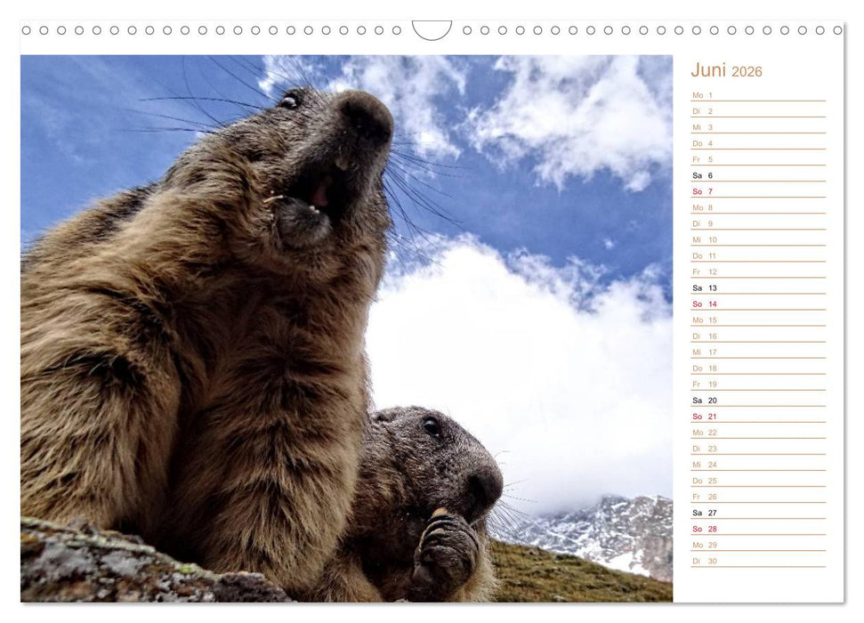 Wildlife - Verspielte Murmeltiere (CALVENDO Wandkalender 2026)