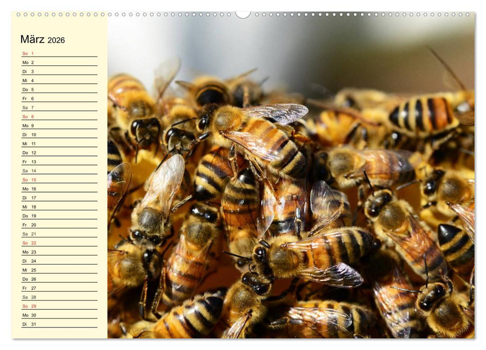 Fleißige Bienen. Von der Blüte bis zum Honig (CALVENDO Premium Wandkalender 2026)