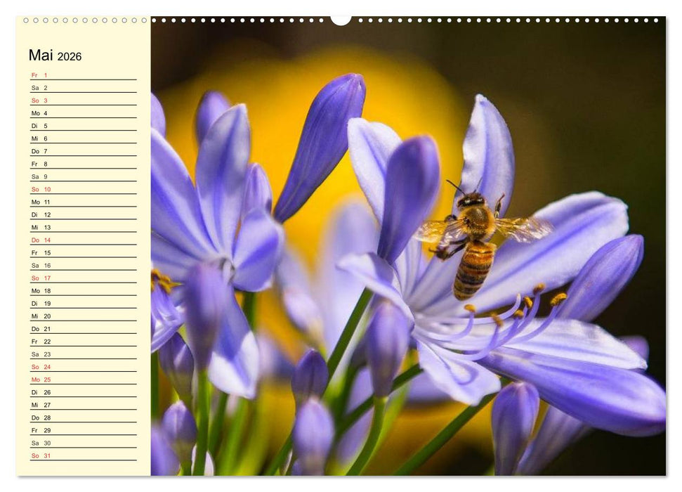 Fleißige Bienen. Von der Blüte bis zum Honig (CALVENDO Premium Wandkalender 2026)