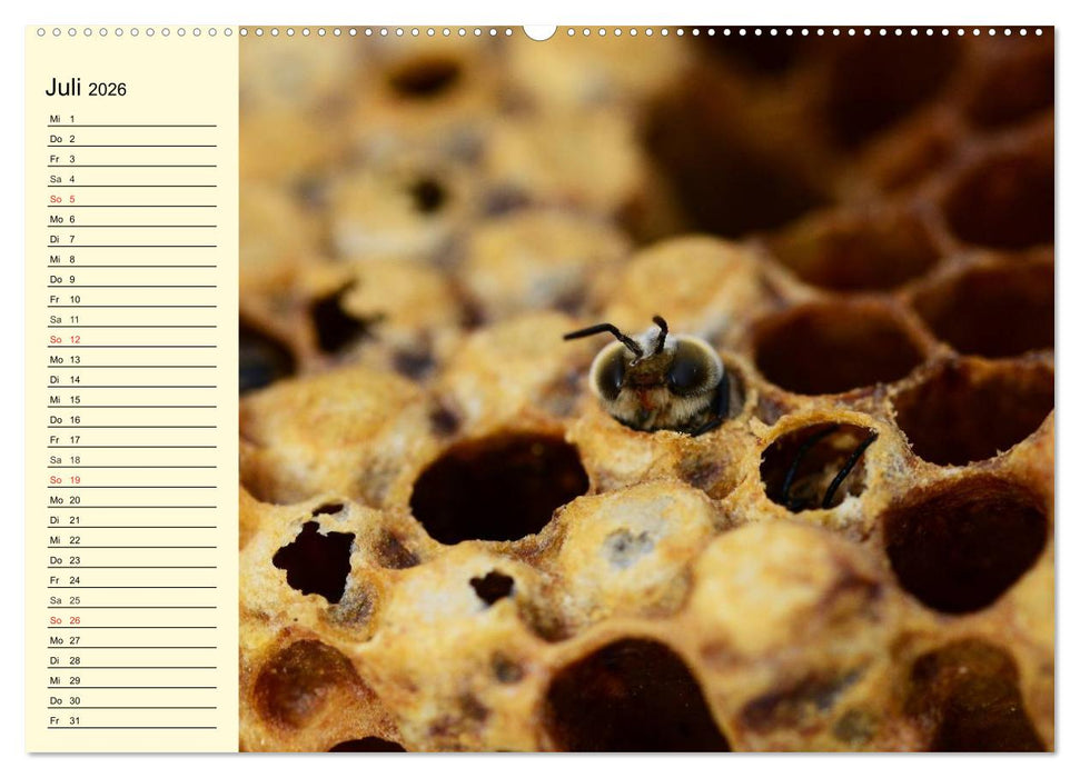 Fleißige Bienen. Von der Blüte bis zum Honig (CALVENDO Premium Wandkalender 2026)
