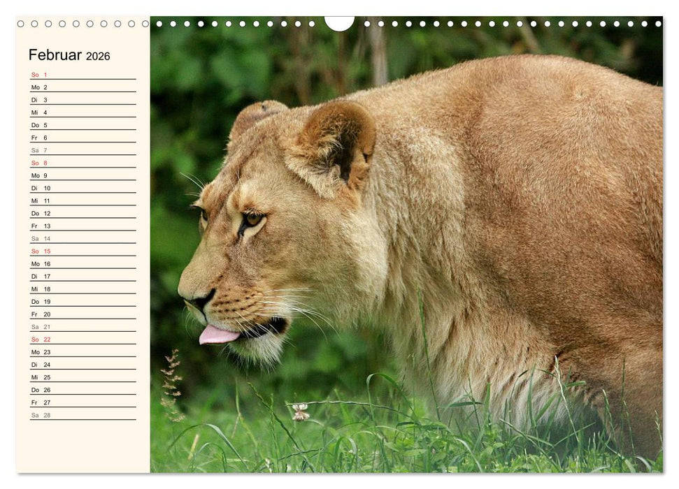 Löwen (CALVENDO Wandkalender 2026)