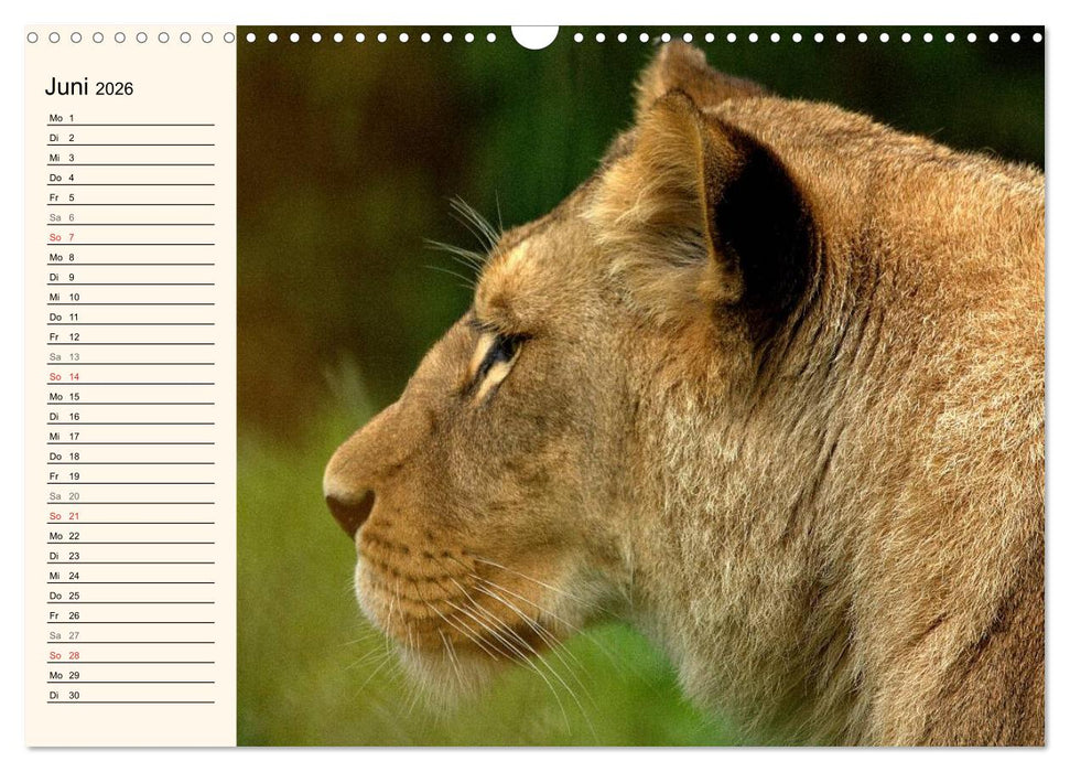 Löwen (CALVENDO Wandkalender 2026)