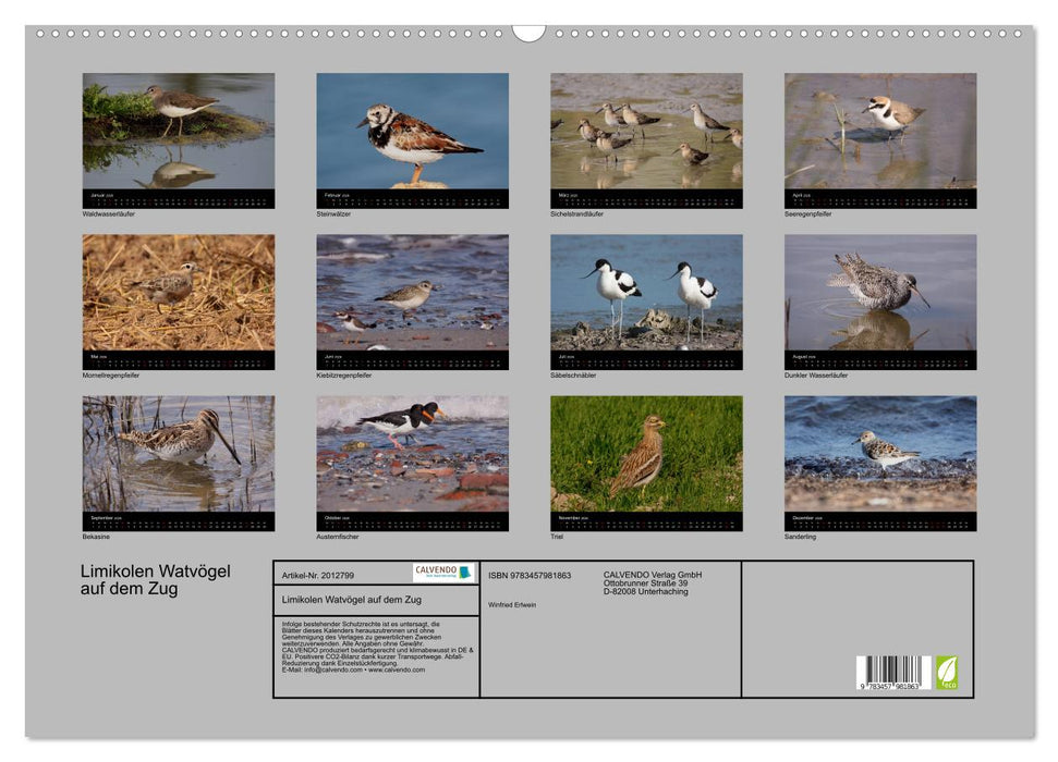 Limikolen Watvögel auf dem Zug (CALVENDO Wandkalender 2026)