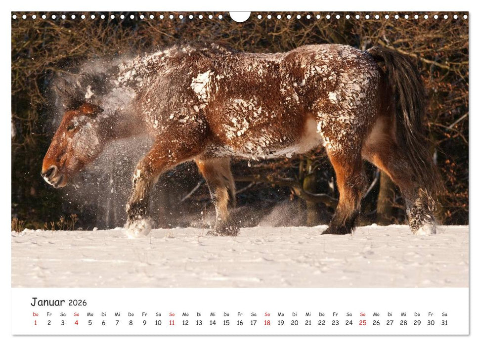 Kaltblut - schwere Pferde mit Herz (CALVENDO Wandkalender 2026)