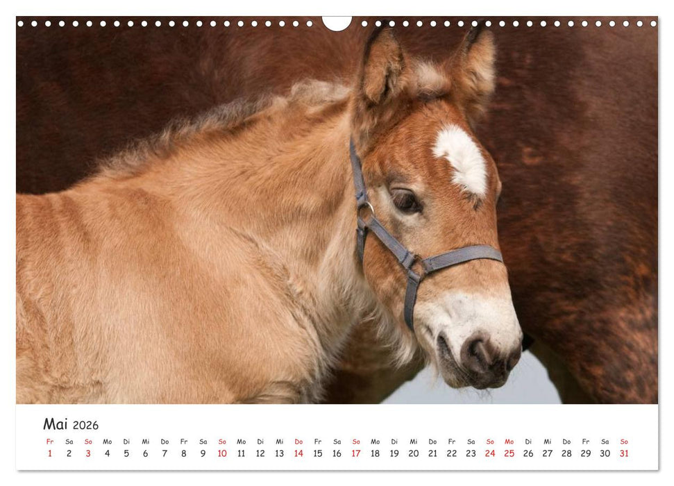 Kaltblut - schwere Pferde mit Herz (CALVENDO Wandkalender 2026)